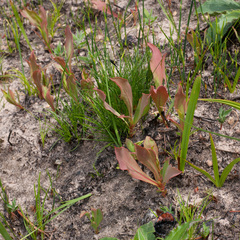 Protea acaulos
