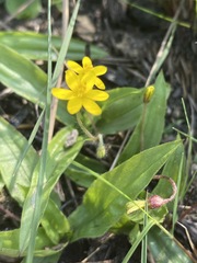 Hypoxis parvula parvula