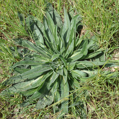 Echium italicum
