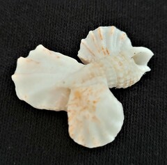 Plicatula gibbosa