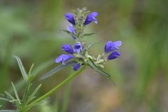 Dracocephalum ruyschiana