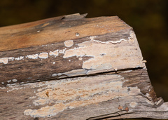 Cylindrobasidium laeve