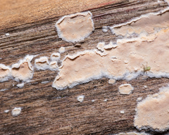 Cylindrobasidium laeve