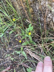 Hypoxis parvula parvula