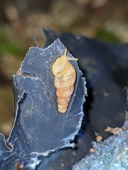 Subulina octona