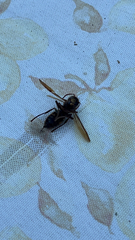 Dolichovespula maculata