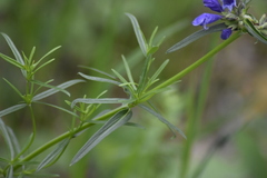 Dracocephalum ruyschiana