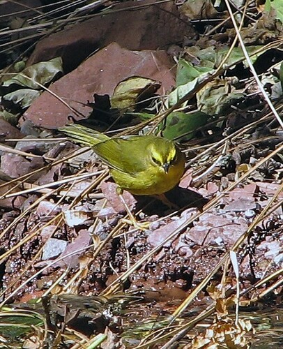 Pale-legged Warbler (Myiothlypis signata), photo 7