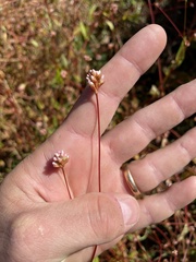 Persicaria sagittata