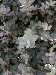 Quercus rotundifolia