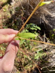 Persicaria sagittata