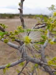 Albizia harveyi