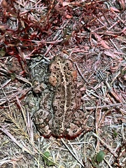 Anaxyrus boreas halophilus