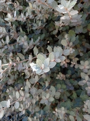 Quercus rotundifolia