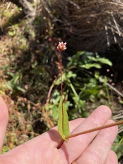 Persicaria sagittata