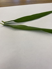 Paspalum setaceum