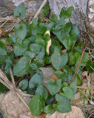 Arisarum