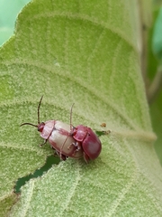 Oedionychina