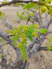 Albizia harveyi