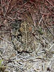 Anaxyrus boreas halophilus