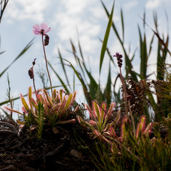 Drosera hilaris
