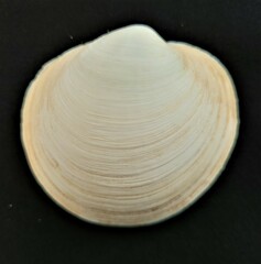 Pegophysema schrammi