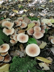 Fungi