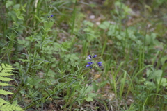 Dracocephalum ruyschiana