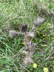 Cirsium vulgare