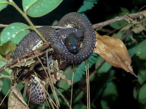Photo of a Mirkwood Forest Slug Snake (Asthenodipsas lasgalenensis)