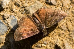 Pyrginae