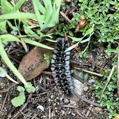 Lophocampa roseata