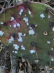 Dactylopius