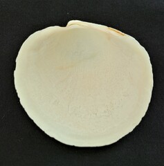 Pegophysema schrammi