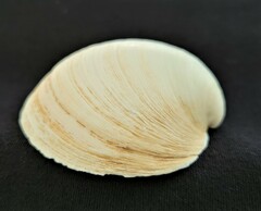 Pegophysema schrammi