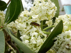Alstonia scholaris