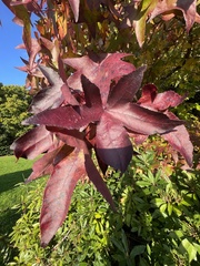 Liquidambar