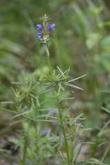 Dracocephalum ruyschiana
