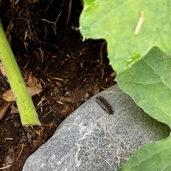 Lophocampa roseata