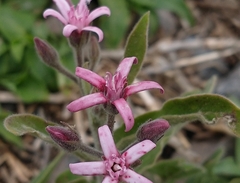 Oxypetalum solanoides