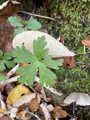Geranium maculatum