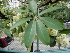 Alstonia scholaris
