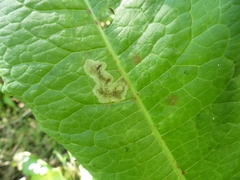 Pegomya bicolor