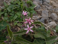 Oxypetalum solanoides