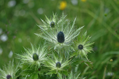 Eryngium alpinum