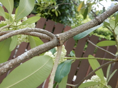 Alstonia scholaris