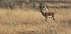 Antilope cervicapra