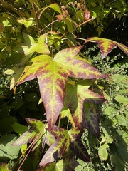 Liquidambar