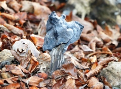 Helvella lacunosa