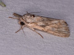 Spodoptera albula